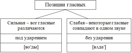 Сильные и слабые позиции звуков